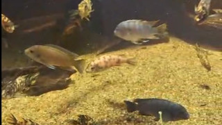 ZiuaDobrogei-TurVirtual-Acvariu-2025-11-14a